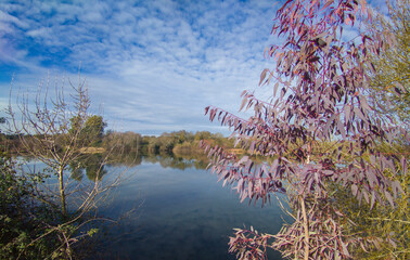 Young purple eucalyptus growing  close to Gevora riverside, Extremadura, Spain