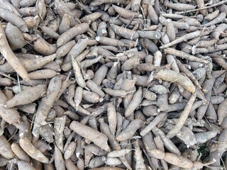 Cassava that has been left to dry.