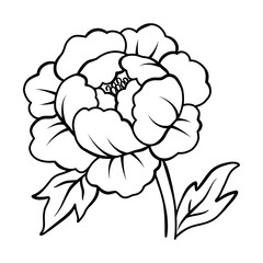 Elegant peony flower outline illustration, Vector hand drawn sketch design elements.