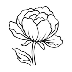 Elegant peony flower outline illustration, Vector hand drawn sketch design elements.