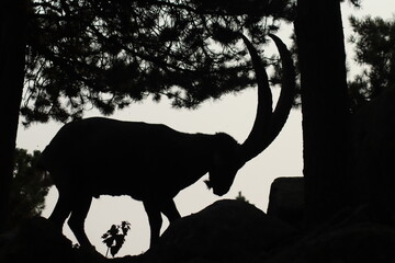 Parc Animalier les Angles