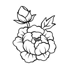 Elegant peony flower outline illustration, Vector hand drawn sketch design elements.