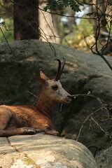 Parc Animalier les Angles