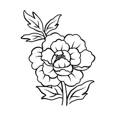 Elegant peony flower outline illustration, Vector hand drawn sketch design elements.