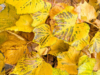 Golden yellow grape leaves blanket the vineyard wall, showing hints of age and the quiet decay of autumn.
