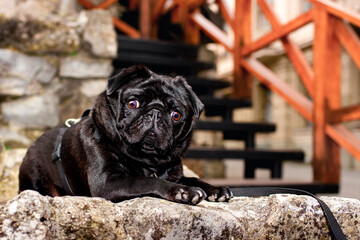 Black pug dog lies on a stone on a background of steps. The dog raised its head and looks attentively. Dog training. Horizontal and blurred photo