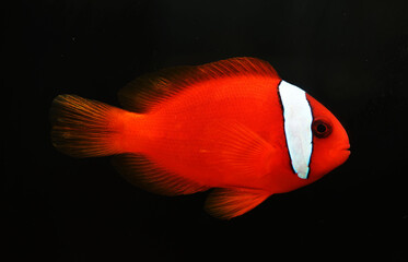 Tomato clownfish (Amphiprion frenatus) in black background