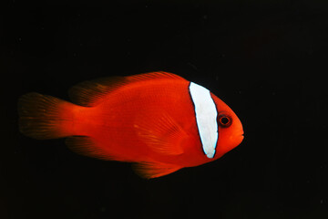 Tomato clownfish (Amphiprion frenatus) in aquarium