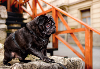 Black pug dog stands on a stone against the background of steps. The dog raised its paw and looks attentively to the side. Dog training. Horizontal and blurred photo
