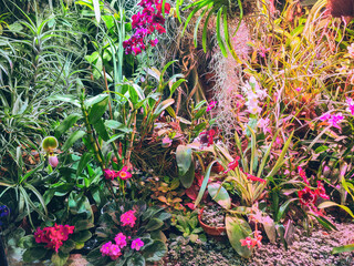 Various orchids, Violets and tropical plants grow in botanical garden