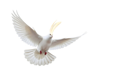 Fototapeta premium White dove in full flight with wings spread and crest raised against a plain white background symbolizing peace