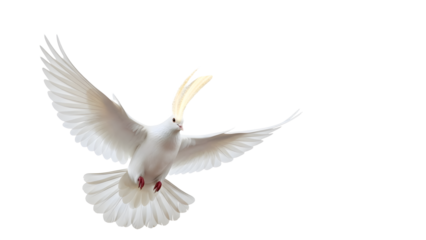 White dove in full flight with wings spread and crest raised against a plain white background symbolizing peace
