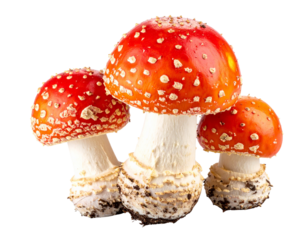  Cluster of Amanita Muscaria Mushrooms in Different Sizes, Low Angle Macro, isolated on transparent background