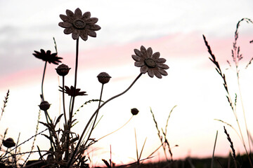 Artificial flowers. Artificial flowers against the sky