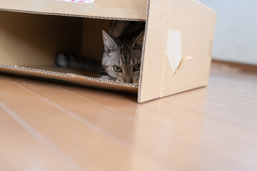 ダンボール箱から覗いている可愛い猫　サバトラ猫