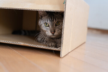 ダンボール箱から覗いている可愛い猫　サバトラ猫