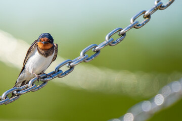 鎖にとまるツバメ
