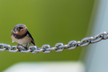 鎖にとまるツバメ