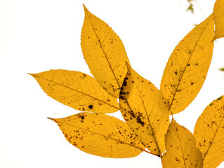 One birch branch with bright autumn yellow leaves isolated on white background. Perfect for creating autumn compositions, frames, backgrounds or for use in designs related to nature, seasons, autumn.