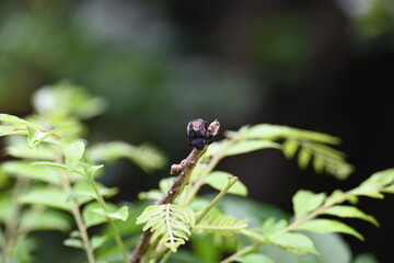 Cryptorhynchus lapathi. It is a species of weevil native to Europe. Its common names poplar...