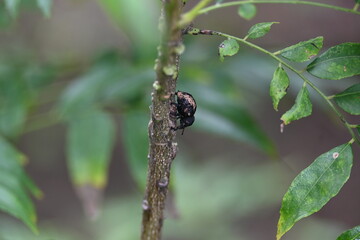 Cryptorhynchus lapathi. It is a species of weevil native to Europe. Its common names poplar...