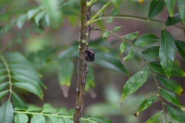Cryptorhynchus lapathi. It is a species of weevil native to Europe. Its common names poplar...
