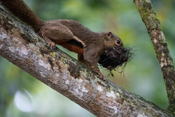 Obraz premium squirrel on tree