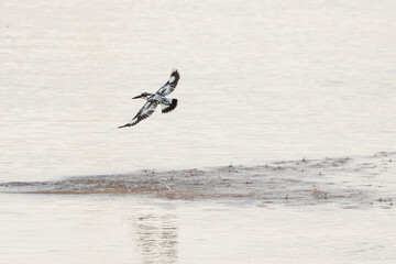Pied Kingfisher, Ceryle rudis, flying over water in nature, black and white kingfisher with short, bushy crest and glossy dark bill, often hovers over water when seeking prey, bird in flight