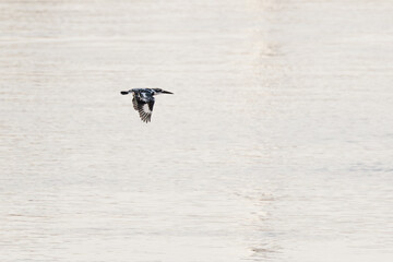 Pied Kingfisher, Ceryle rudis, flying over water in nature, black and white kingfisher with short, bushy crest and glossy dark bill, often hovers over water when seeking prey, bird in flight