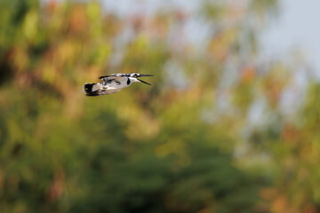 Pied Kingfisher, Ceryle rudis, flying over water in nature, black and white kingfisher with short, bushy crest and glossy dark bill, often hovers over water when seeking prey, bird in flight