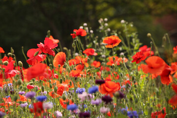 Beautiful close up of wild flowers and poppies. Buds and flowers of spring with sunlight. Natural green vegetation in the background.