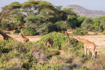 Reticulated Giraffes in Samburu National Reserve, Kenya