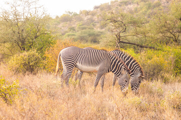 Gr&eacute;vy's zebras in the African bush in Samburu National Reserve, Kenya