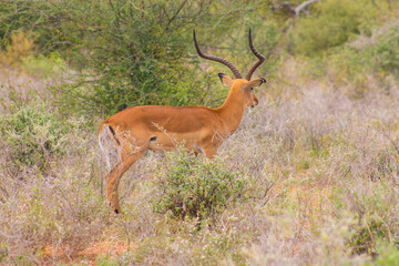 Naklejka premium Male impala in the savannah of kenya