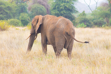 Elephant grazing in a national park, standing on dry grassland.