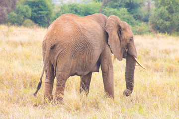 Elephant grazing in a national park, standing on dry grassland.