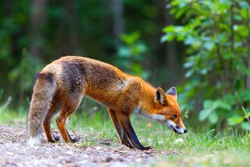 Wild red fox intently searching for food in its natural woodland habitat