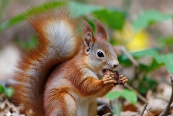 A wild red squirrel with a bushy tail enjoys a tasty treat in its natural forest habitat