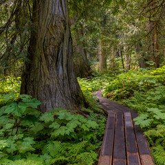 Western red cedars (Thuja plicatain) and walking path in Chun T&rsquo;oh Whudujut Ancient Forest provincial park of the Lheidli T&rsquo;enneh first nation natives near Prince George, British Columbia, Canada.