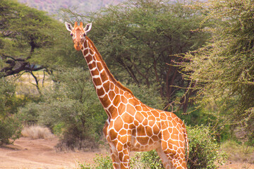 Reticulated Giraffe in Samburu National Reserve, Kenya