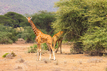 Reticulated Giraffes in Samburu National Reserve, Kenya