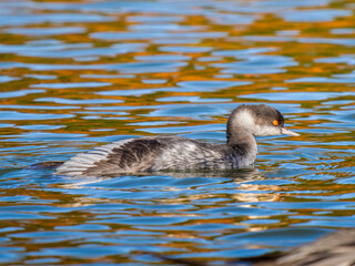 池を泳ぐカンムリカイツブリ