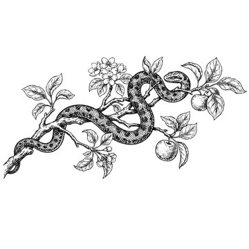 Snake On Apple Branch Vector
