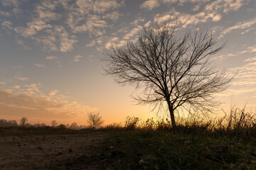 Samotne drzewo na tle zachodzącego słońca © Elżbieta Kaps