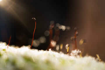 Zarodnie mchu zimą – makro zbliżenie w śnieżnym lesie © Elżbieta Kaps