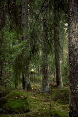 Obraz premium nature