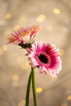 Kwiaty gerbery na jasnym tle z efektami świetlnymi