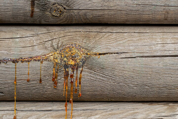 Dried resin on a felled pine trunk.