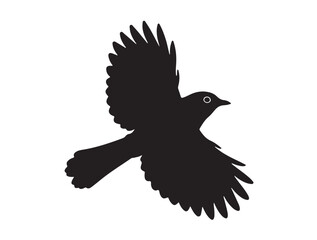 Finch bird flying in the air white background.