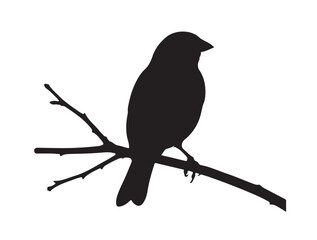 Fototapeta premium Finch in silhouette white background.